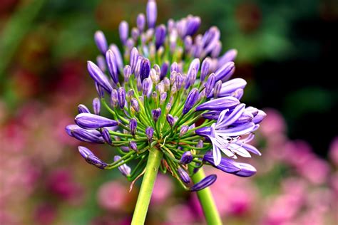 schmucklilien pflegen.